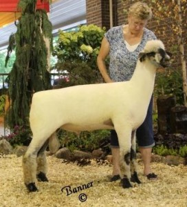Apple 15-4 NNP QR "Gus" Son 2015 Illinois State Fair 1st Place Early Jr. Ram Lamb Purchased & Shown by Daniels Oxfords, IL