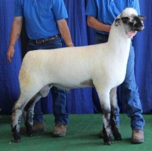 Apple 15-7 NNP RR "Gus" Son Reserve Champion Indiana Oxford Ram Early Junior Ram Lamb