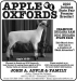 Apple_Oxfords_3-11 Banner Ad