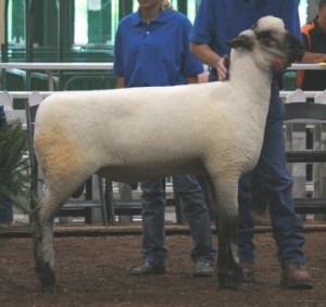 Apple 13-1 Fall Ram Lamb