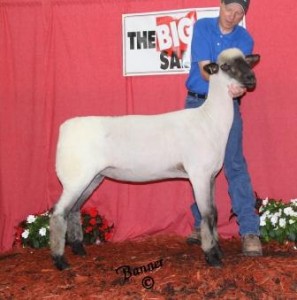 Apple 13-18 2014 Ohio Showcase Sale 2nd Place Yearling Ewe