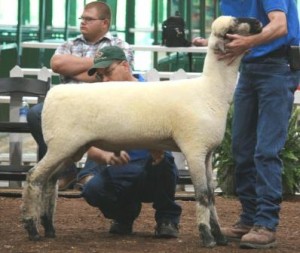 Apple 13-23 Late Jr. Ram Lamb