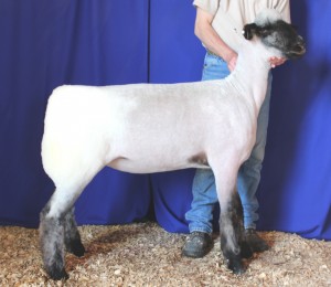 Apple 14-14 NNP QR Yearling Ewe