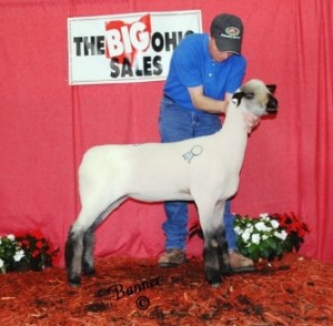 Apple 14-5 2014 Ohio Showcase Sale Reserve Champion Ewe