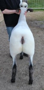 Apple 15-24 Yearling Ewe