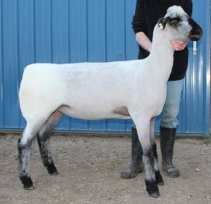Apple 15-24 Yearling Ewe