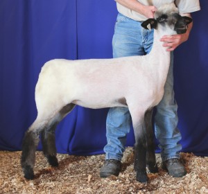 Apple 15-27 NNP QR Late February Ewe Lamb