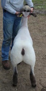 Apple 16-13 January Ewe Lamb