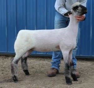 Apple 16-13 January Ewe Lamb