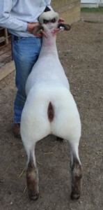 Apple 16-6 Fall Ewe Lamb