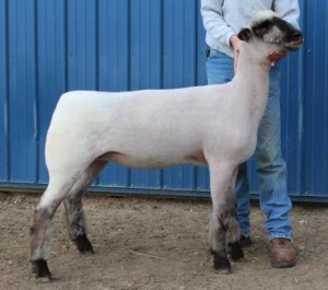 Apple 16-6 Fall Ewe Lamb