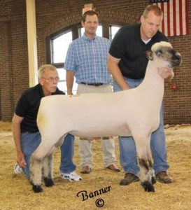 Daniels 888 NNP RR 2015 National Sale Champion Ram