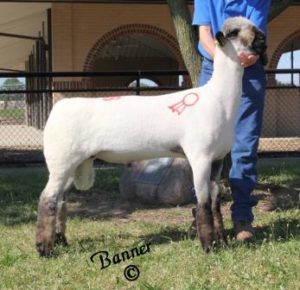 Apple 16-14 2016 National Sale Champion Ram