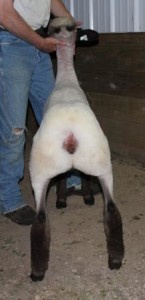 Apple 16-39 March Ewe Lamb