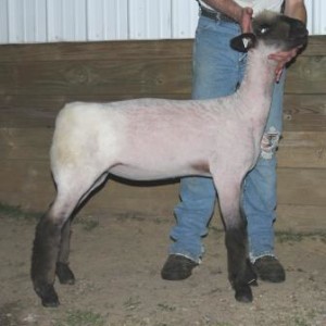 Apple 16-39 March Ewe Lamb