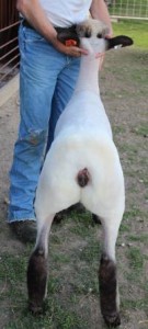 Apple 16-42 March Ewe Lamb