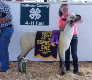 Apple 15-9 sold to Makayla Hitt 2015 Sullivan Co. 4-H Fair Supreme Champion Ewe