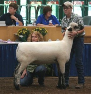 Dorrel Oxfords 2013 Yearling Ewe