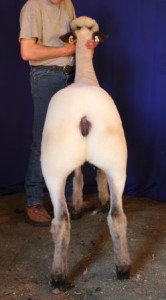 Apple 15-18 Yearling Ewe