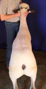 Apple 15-18 Yearling Ewe