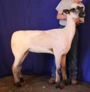 Apple 15-18 Yearling Ewe