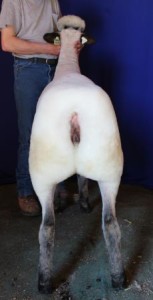 Apple 15-23 Yearling Ewe