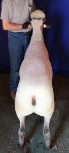 Apple 15-23 Yearling Ewe