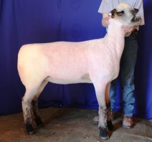 Apple 15-23 Yearling Ewe