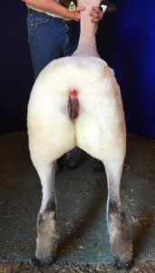 Apple 16-1 Fall Ewe Lamb