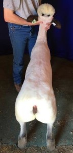 Apple 16-1 Fall Ewe Lamb