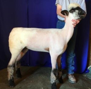 Apple 16-1 Fall Ewe Lamb