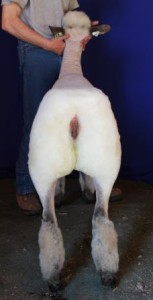 Apple 16-4 Fall Ewe Lamb