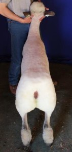 Apple 16-4 Fall Ewe Lamb