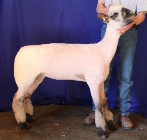 Apple 16-4 Fall Ewe Lamb