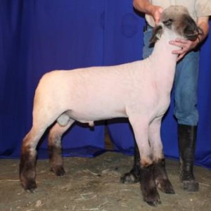 Apple 16-17 February Ram Lamb