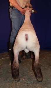 Apple 16-17 February Ram Lamb