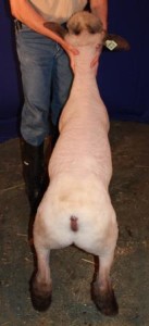 Apple 16-17 February Ram Lamb