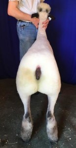 Apple 16-2 Fall Ewe Lamb