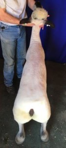 Apple 16-2 Fall Ewe Lamb