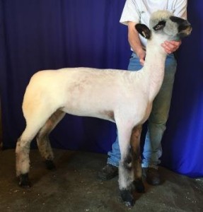 Apple 16-2 Fall Ewe Lamb