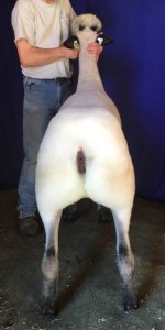 Apple 15-26 Yearling Ewe