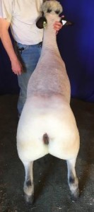 Apple 15-26 Yearling Ewe