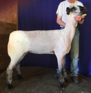 Apple 15-26 Yearling Ewe